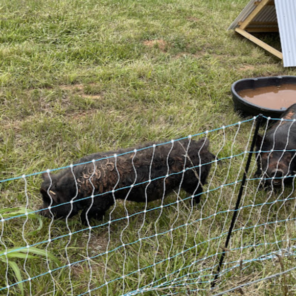 Meet your Posher, Mary claire - Picture 1 of 1